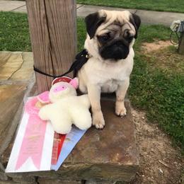 Pug Puppies from Pickwick Pugs