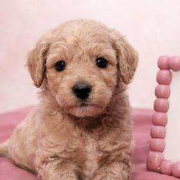 Bourbon - Apricot male Goldendoodle puppy in Hendersonville, Tennessee from Ben's Best Buddy Goldendoodles