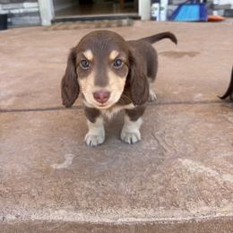 Milo - Chocolate and cream male Dachshund puppy in La Veta, Colorado from Spanish Peaks Longhair Mini Dachshunds