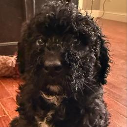 Love Bug - Black female Goldendoodle puppy in Waterloo, Illinois from Dreamy Doodles