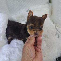 Boy 1 - Chocolate and tan male Yorkshire Terrier puppy in Delano, Tennessee from Nemec's Yorkies