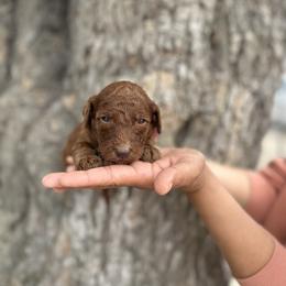 Pink collar - Red  female Goldendoodle puppy in Bakersfield, California from Cisneros Goldendoodles