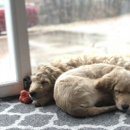 Goldendoodle Puppies from Snow Ridge Doodles