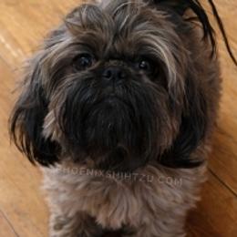 Coco - Shih Tzu