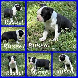 Boston Terrier and English Springer Spaniel Puppies from Trail’s End Boston Terriers
