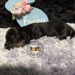 Black cream tan - Black and cream male Dachshund puppy in Carthage, Texas from Rafter C Ranch Doxies