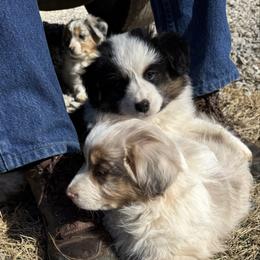 Snickers - Red merle female Miniature American Shepherd puppy in Camdenton, Missouri from Sunset Ridge Aussies