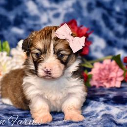 Plum - Sable female Pembroke Welsh Corgi puppy in East Canton, Ohio from Victorian Farms