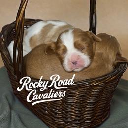 Cavalier King Charles Spaniels, Cavapoos, Cockapoos, and Cocker Spaniels from Rocky Road Puppies