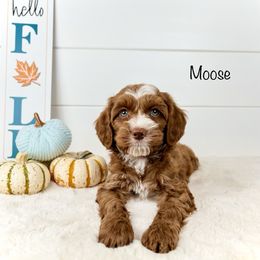 Moose - Caramel red Australian Labradoodle puppy in Rising Fawn, Georgia from Novalie Australian Labradoodles