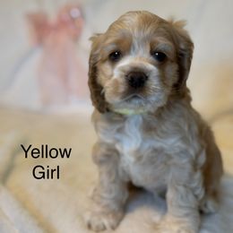 Yellow - Girl - Buff and white Cocker Spaniel puppy in Ardmore, Oklahoma from Grace Cocker Spaniels