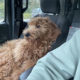 Goldendoodle All Grown Up from Lance Doodle Farm
