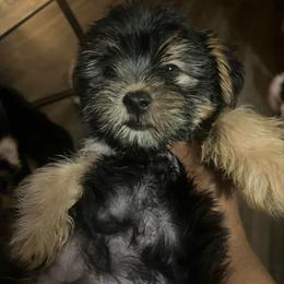 Slinky - Black and tan male Yorkipoo puppy in Gastonia, North Carolina from Dynasty Kennel
