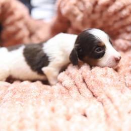 Jordan - Piebald male Dachshund puppy in Eaton, Ohio from Miniature Alphas Dachshunds