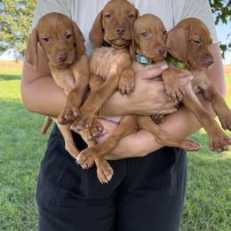 Vizsla Puppies from Big Creek Vizslas