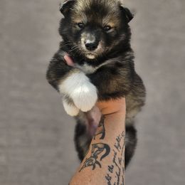 Siberian Husky Puppies from Anime Huskies