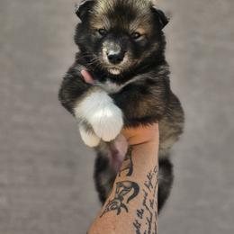 Siberian Husky Puppies from Anime Huskies