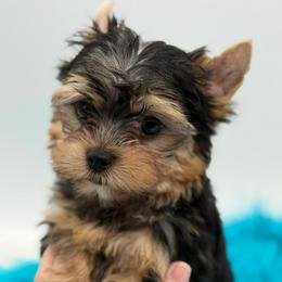 Kasper - Black and tan male Yorkshire Terrier puppy in Benton, Illinois from Furry Tailz Yorkies
