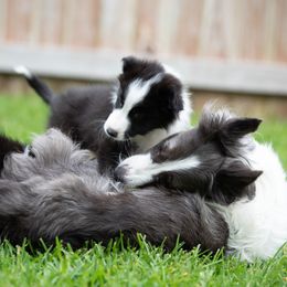 Border Collie Puppies from High Point Border Collies