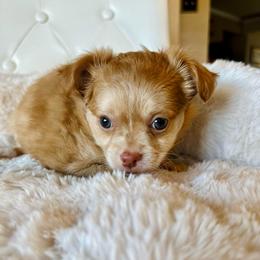Peach - Fawn and white female Chihuahua puppy in Burleson, Texas from Luxe Paradise House of Chi