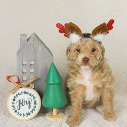 Girl 2 - Goldendoodle puppy in Riverton, Utah from Utah Doodlebug