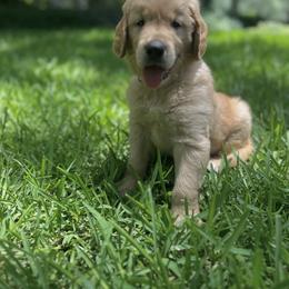 Golden Retriever Puppies from Magnolia Farm