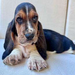 Alex - Black tan and white male Basset Hound puppy in Cleveland, Tennessee from Smokey Mtn Bassets