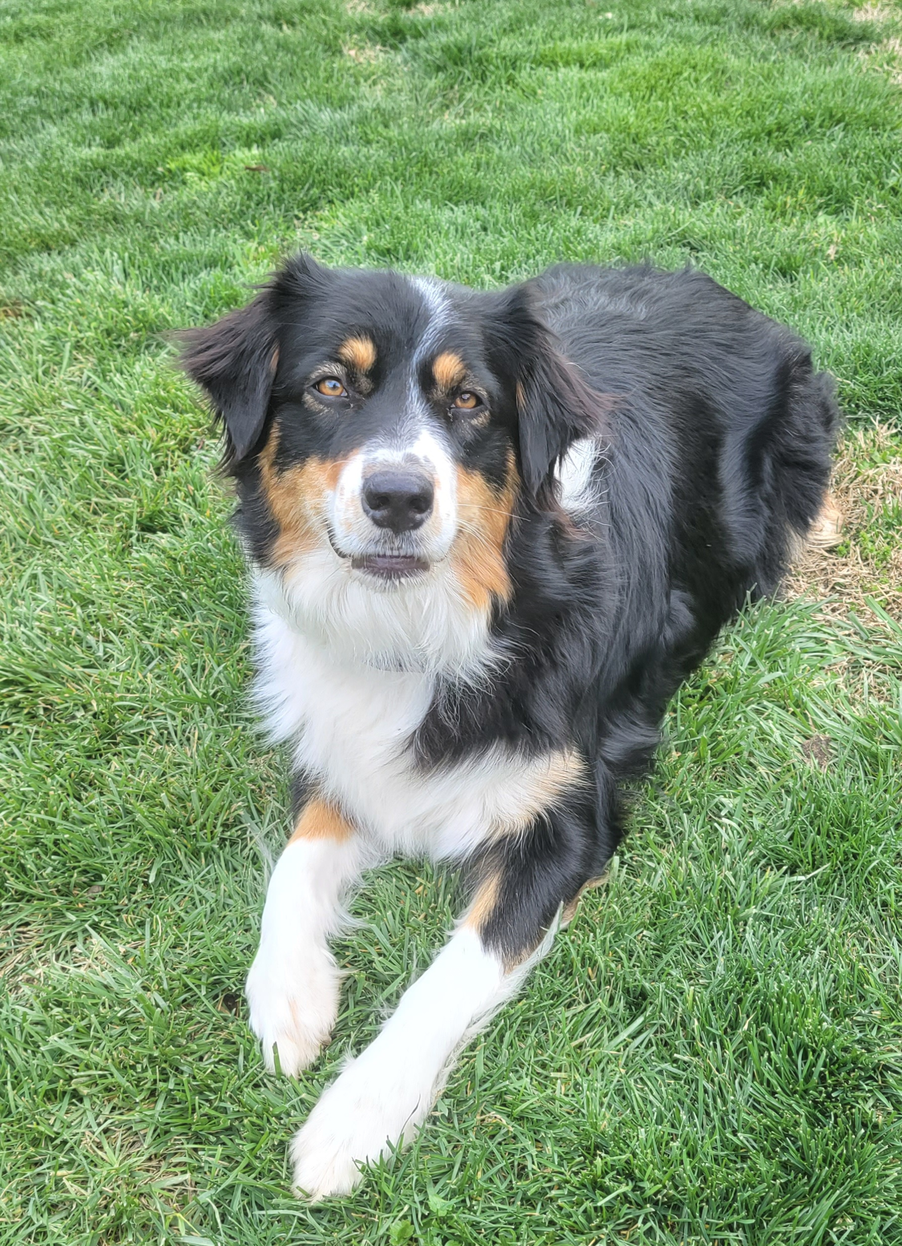 Bailey - Australian Shepherd