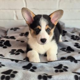 Parker - Black and tan male Pembroke Welsh Corgi puppy in Springtown, Texas from OneLove Corgi