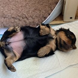 Yorkshire Terrier Puppies from Cutest AKC AZ Yorkies