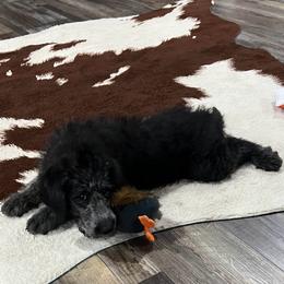 Donner - Black male Labradoodle puppy in Monticello, Georgia from Daylin’s Doodles & Labradors