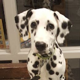 Dalmatians from Dawn Eliot-Johnson's Dalmatians