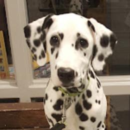 Dalmatians from Dawn Eliot-Johnson's Dalmatians
