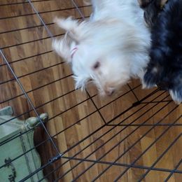 Bailey - Yorkshire Terrier