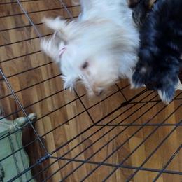 Bailey - Yorkshire Terrier