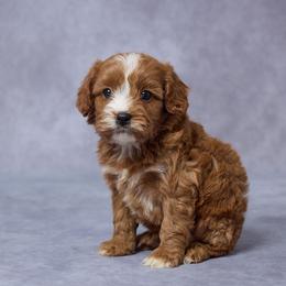 Bip - Red male Cavapoo puppy in Apple Creek, Ohio from Grandeur Valley Puppies