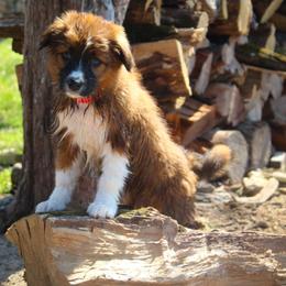 English Shepherd Puppies from Town & Country English Shepherds