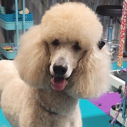 Poodles from Sipespawsomepoodles