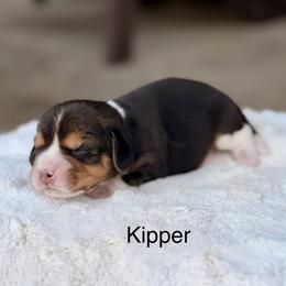 Kipper - Black tan and white male Beagle puppy in Mansfield, Missouri from Rippee Creek Kennel