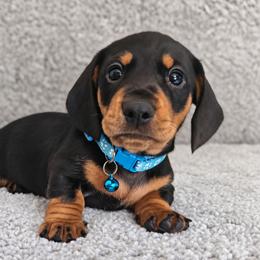 Black and tan male (bigger and lighter tan) - Black and tan male Dachshund puppy in Belle Rive, Illinois from Akin's Miniature Dachshunds, LLC