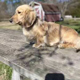 Lincoln - Dachshund