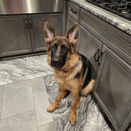 German Shepherd Puppies from Autumn's House of German Shepherds, LLC