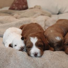 Goldendoodle Puppies from Cedarcrest Goldendoodles