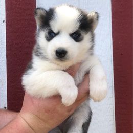 Willow - Black and white female Siberian Husky puppy in Thomasville, Georgia from Southern Blues Siberian Huskies