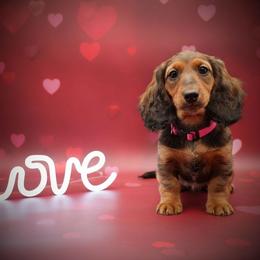 Neon Pink Collar - Red female Dachshund puppy in Zebulon, North Carolina from Salt of the Earth Dachshunds