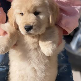 Golden Retrievers and Labrador Retrievers from Leavitt Retrievers