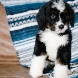 Mariposa - Tri-color female Bernedoodle puppy in Grove, Oklahoma from Grand Lake Poodles & Doodles