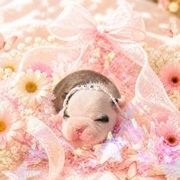 Brindle Clown Face Lady - Black brindle and white female Boston Terrier puppy in San Antonio, Texas from JT Bostons