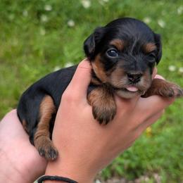 Sunday - Black and tan female Yorkipoo puppy in Coshocton, Ohio from Forever Family Puppies