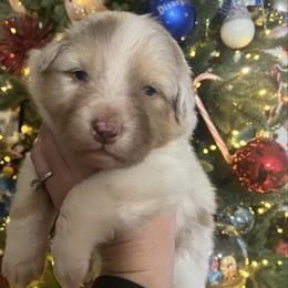 Glinda - Red merle female Australian Shepherd puppy in California from Trilogy Australian Shepherds